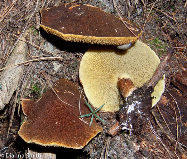 Suillus cavipes 0797