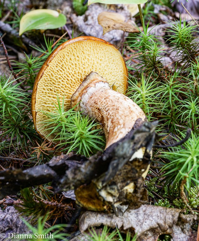 SUillus glandulosus 01605