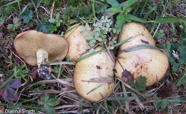 Suillus granulatus0100