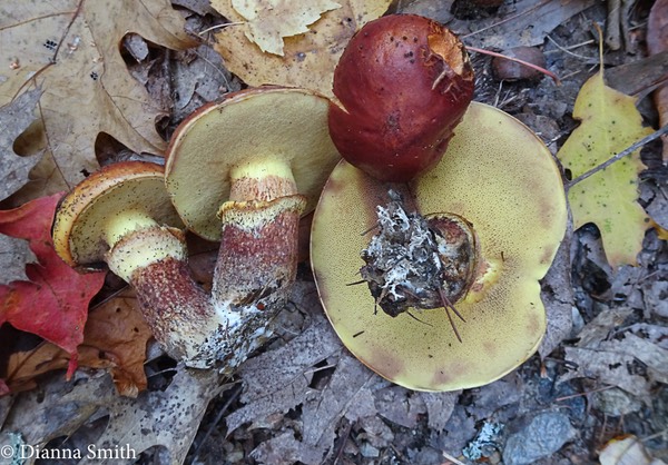 Suillus grevillei 05079