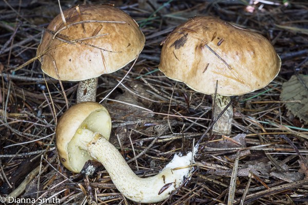 Suillus intermedius03777