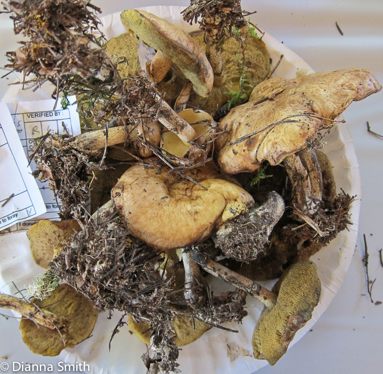 Suillus intermedius 2336