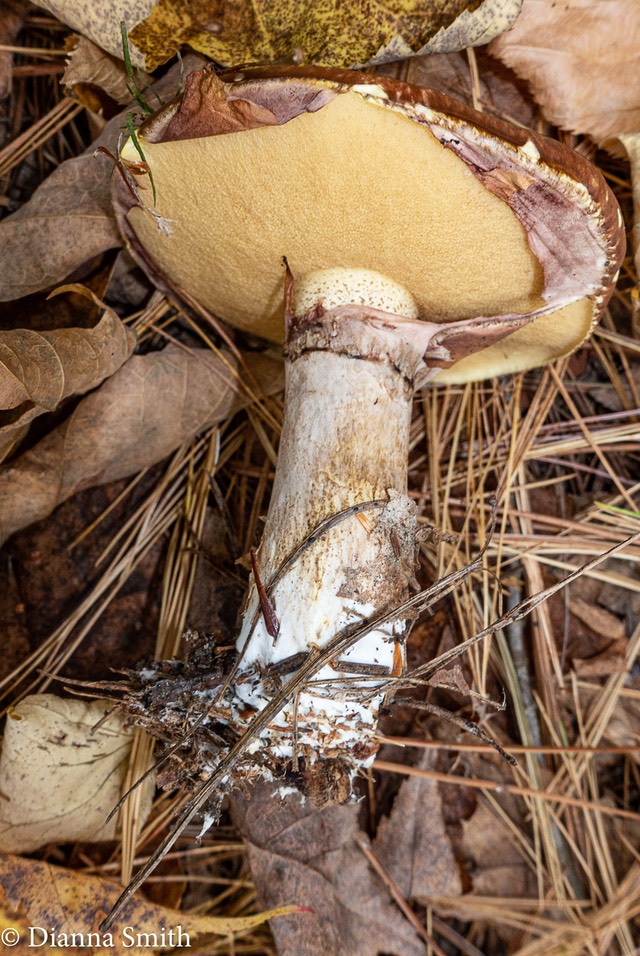 Suillus luteus  01046