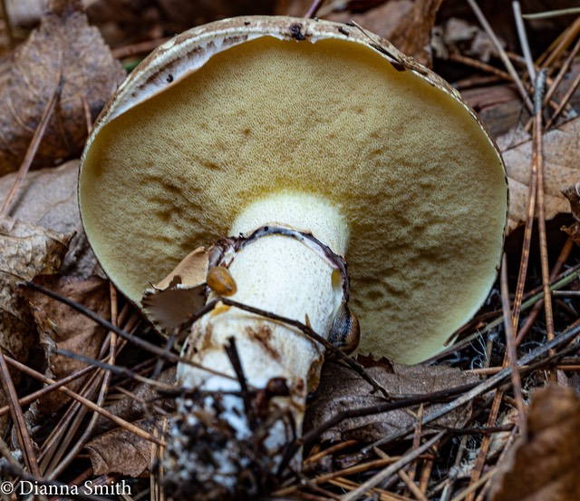Suillus luteus 06409