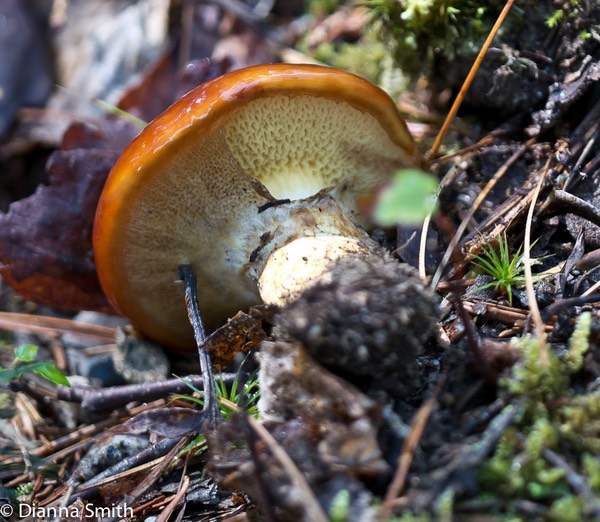 Suillus luteus1010284