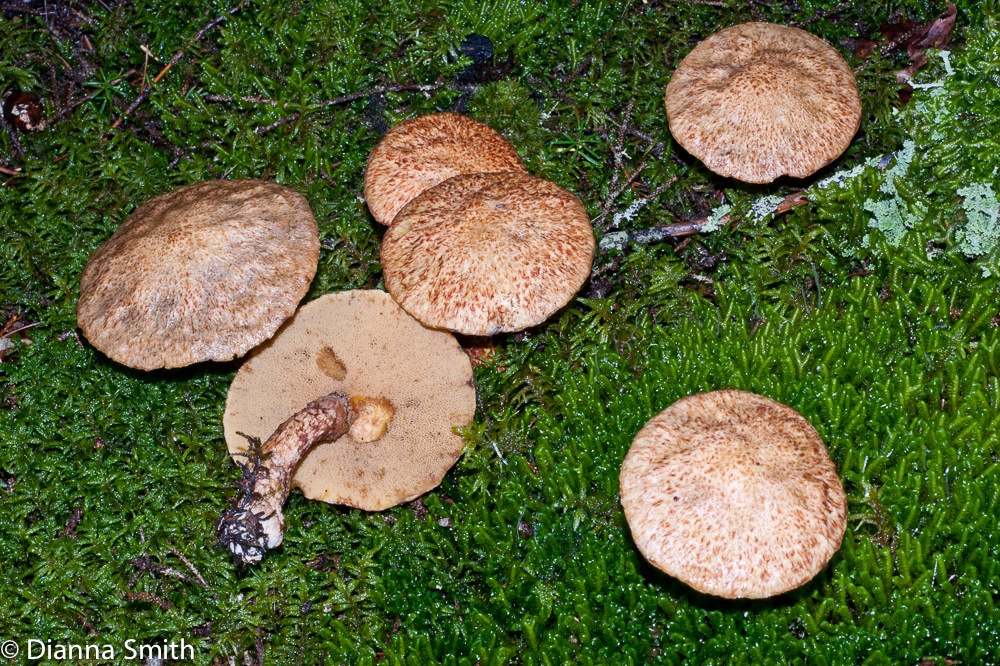 Suillus pictus02198