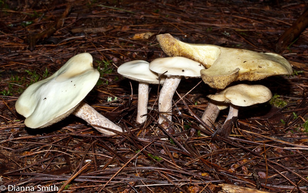 Suillus placidus02222