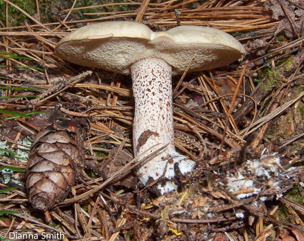 Suillus placidus0805