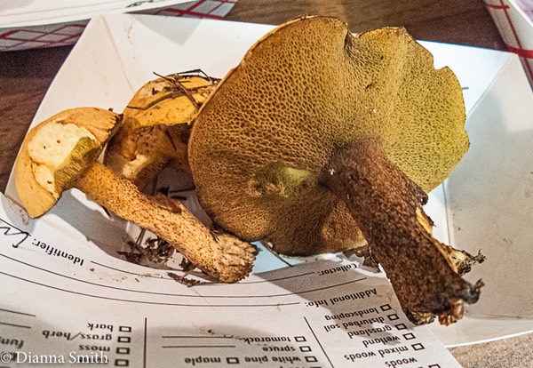 Suillus punctipes 9080770