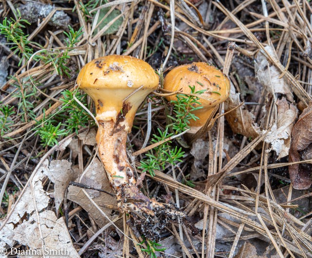 Suillus salmonicolor 03660