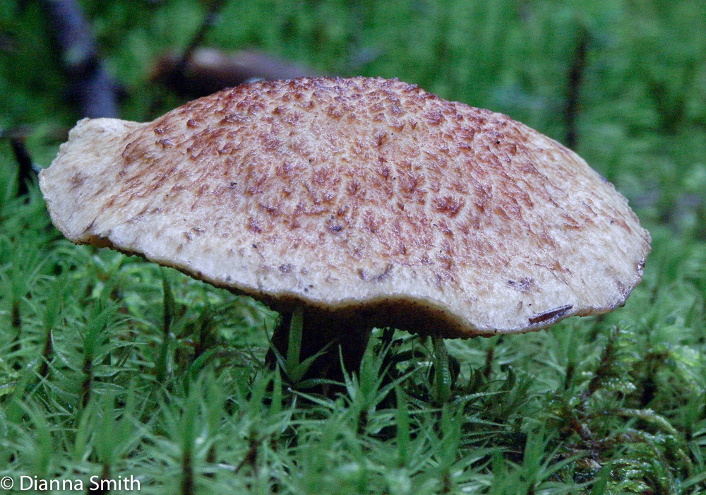 Suillus spragei1306