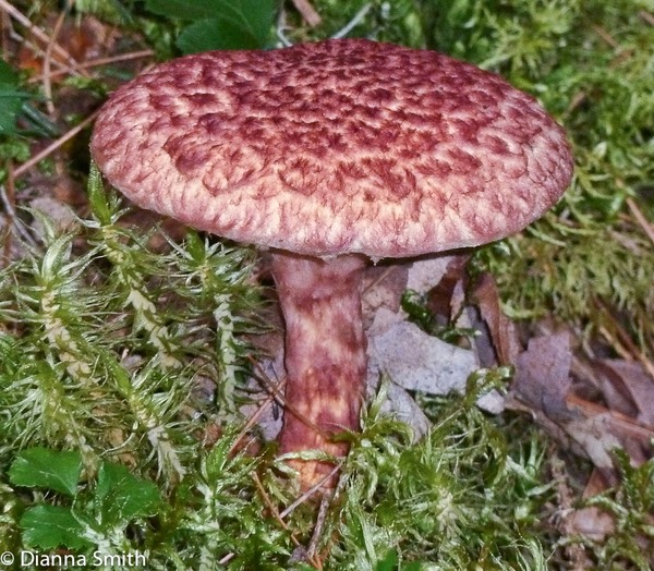 Suillus spraguei1020375