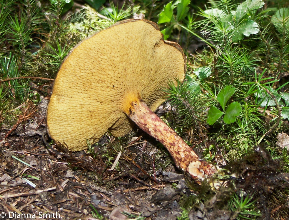 Suillus spraguei(pictus)6181