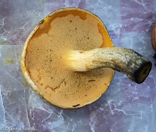 Suillus subaureus 9090915