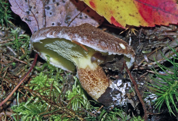 Suillus cavipes3997