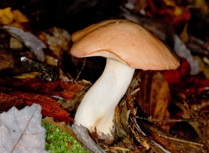 Suillus granulatu6411