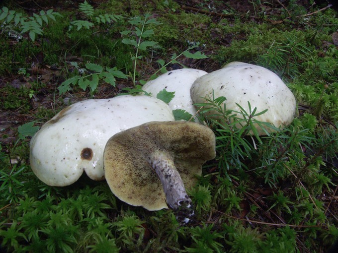Suillus placidus1308