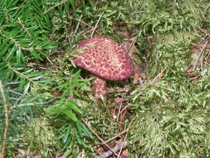 Suillus spraguei (pictus)6196