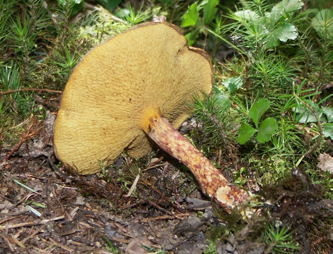 Suillus spraguei(pictus)6181