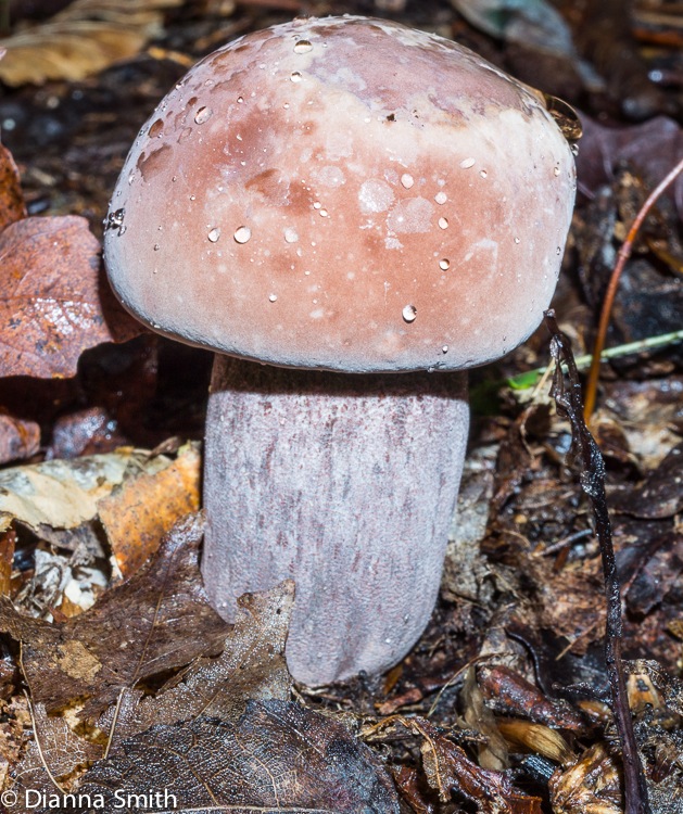 Sutorius eximius02426