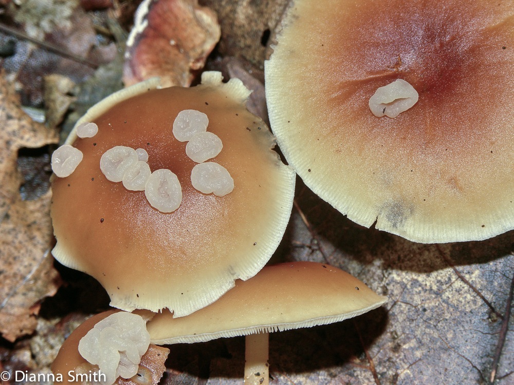Syzygospora mycetophila1803