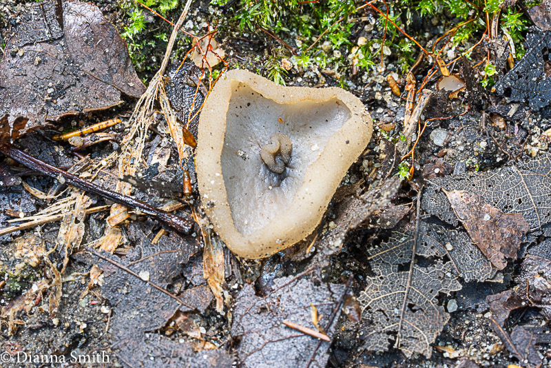 Tarzetta cupularis 03253