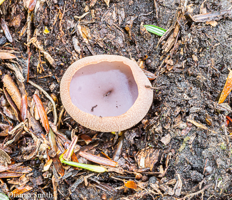 Tarzetta cupularis 05048