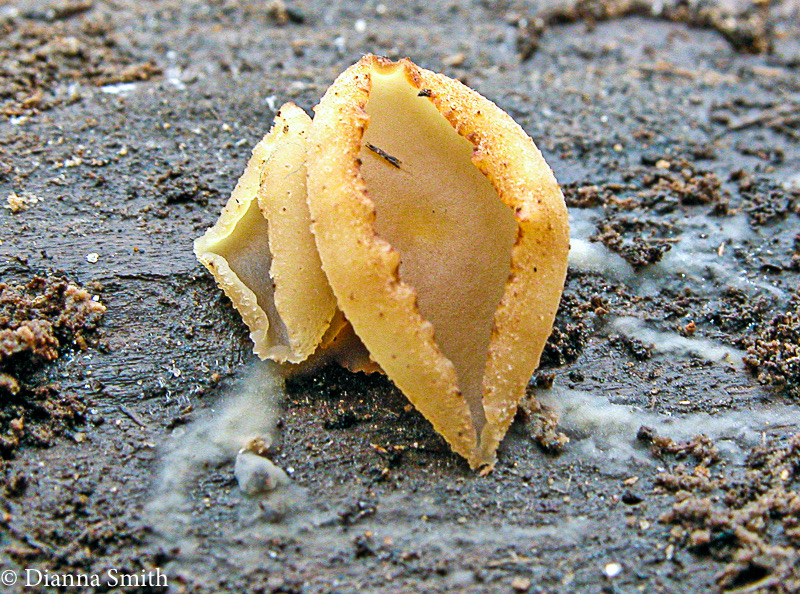 Tarzetta cupularis9505