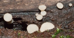 Tatraea macrospora01739