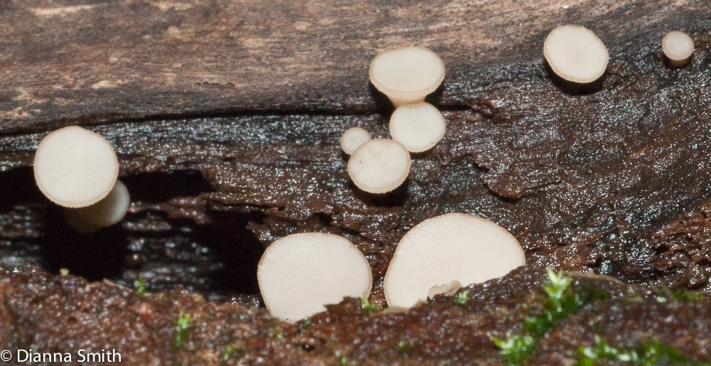 Tatraea macrospora01739