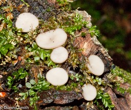 Tatraea macrospora01893