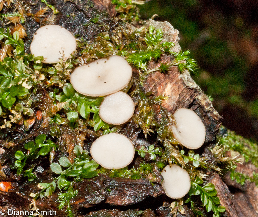 Tatraea macrospora01893