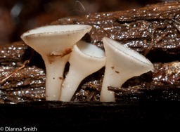 Tatraea macrospora01953