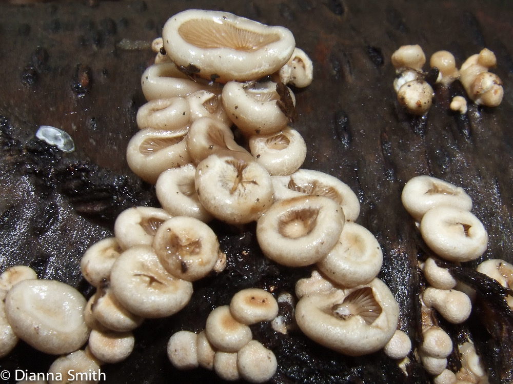 Tectella petalaris6759