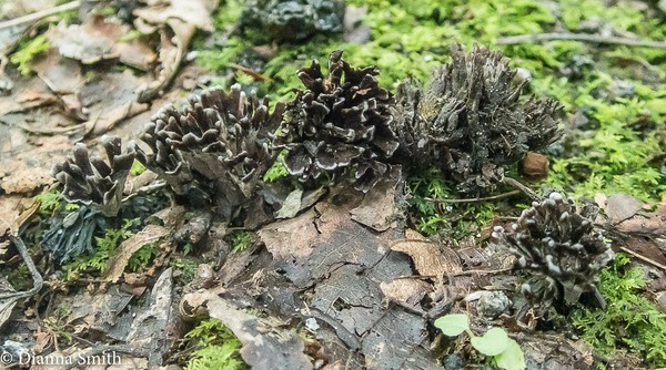 Thelephora anthrocephala 8120343