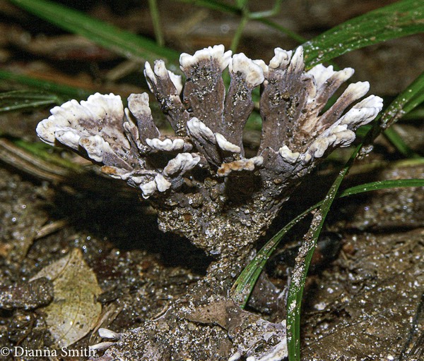 Thelephora palmatus2730
