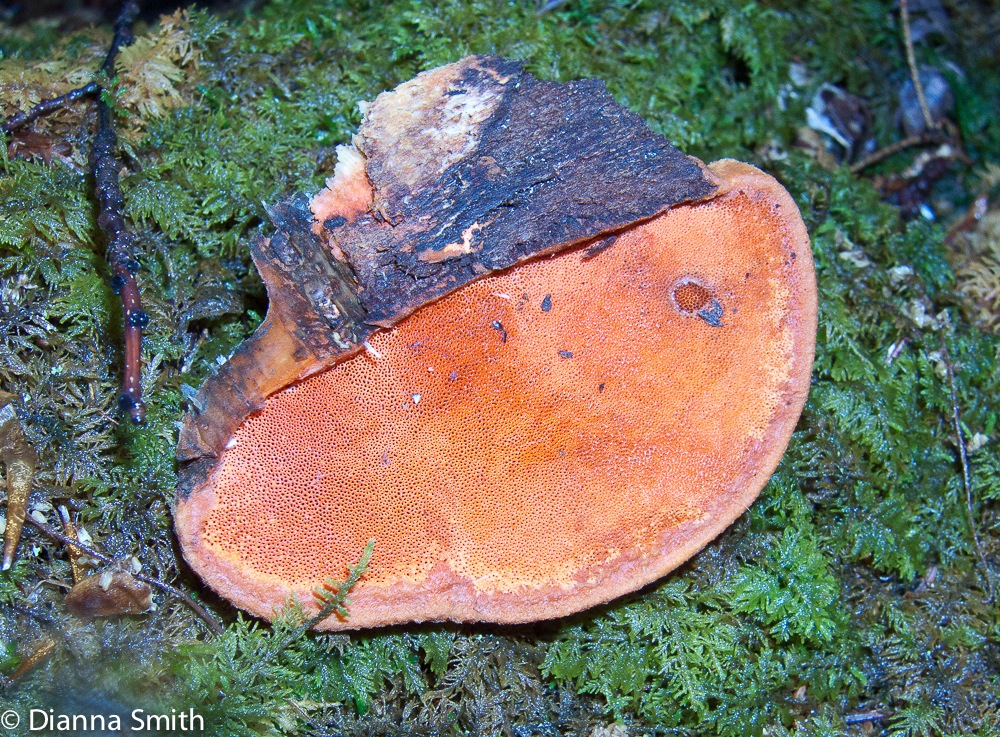 Trametes cinnabarinus (Pycnoporus cinnabarinus)1906