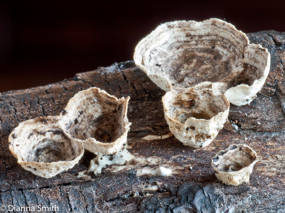 Trametes conchifer (Poronidulus conchifer)1020613