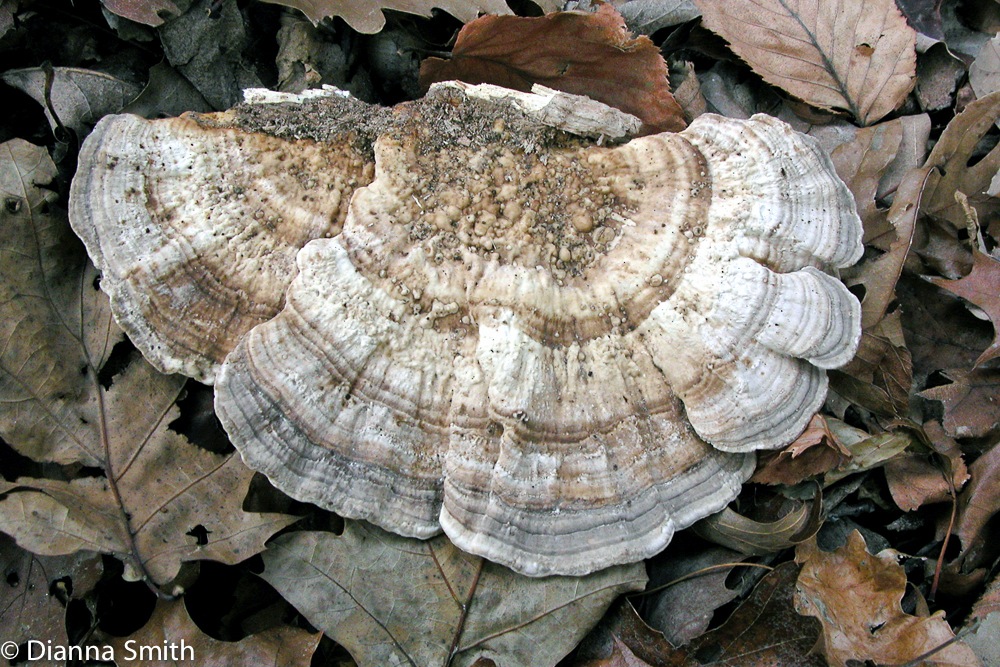 Trametes gibbosa-2048