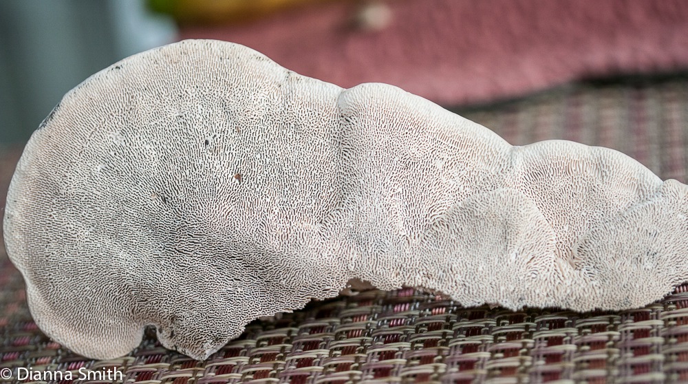 Trametes (Lenzites)  gibbosa1020399