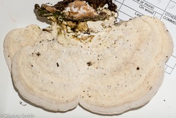 Trametes (Lenzites) gibbosa01532