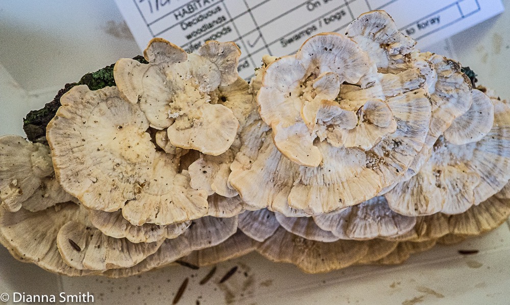 Trametes pubescens 01605