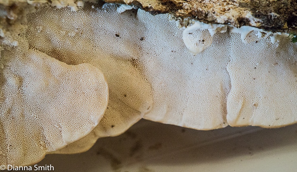 Trametes pubescens 01606