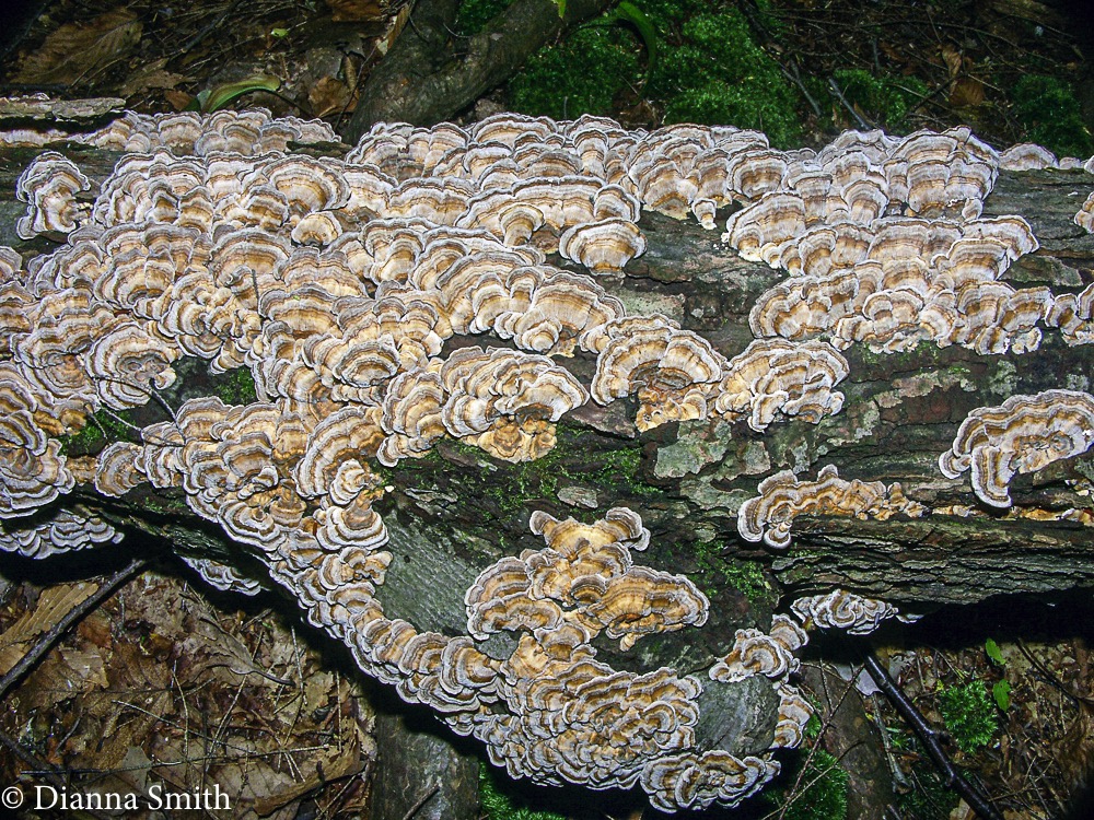 Trametes pubescens 3351