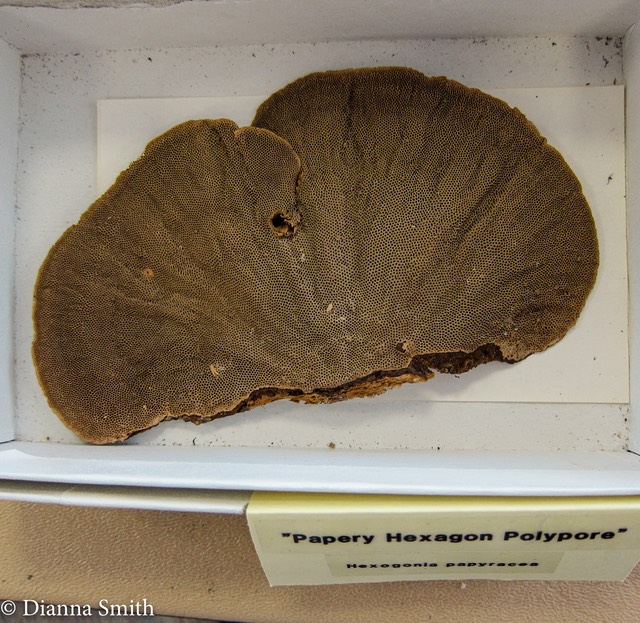 Trametes variegata (Hexagonia papyracea) 2184