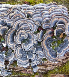 Trametes versicolor1561