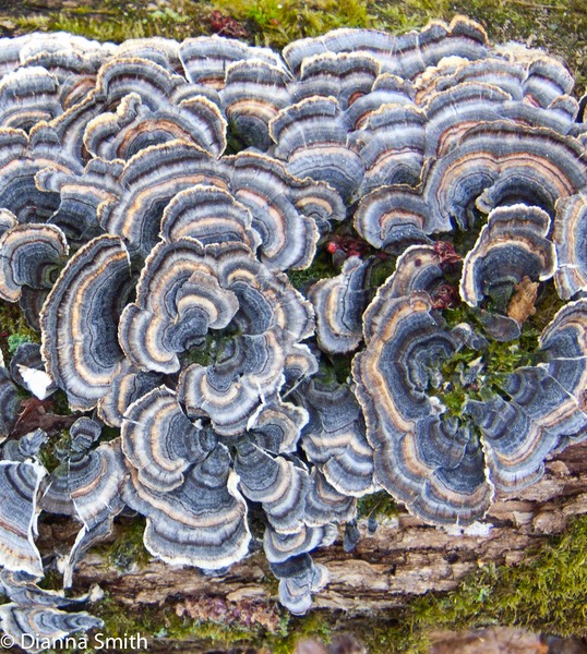 Trametes versicolor1561