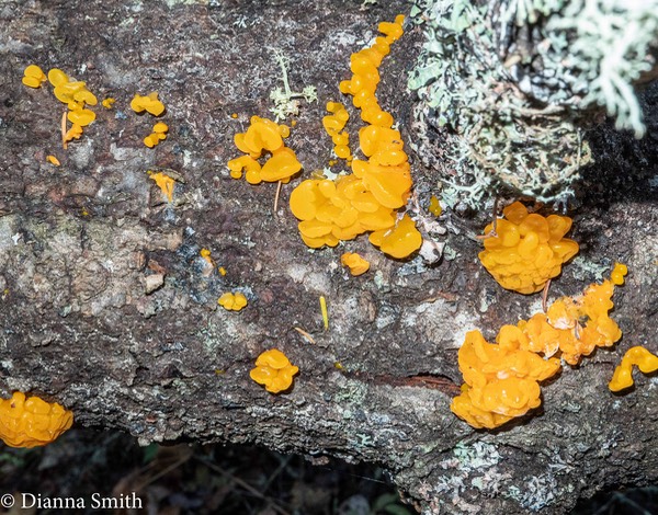 Tremella aurantia 1000448
