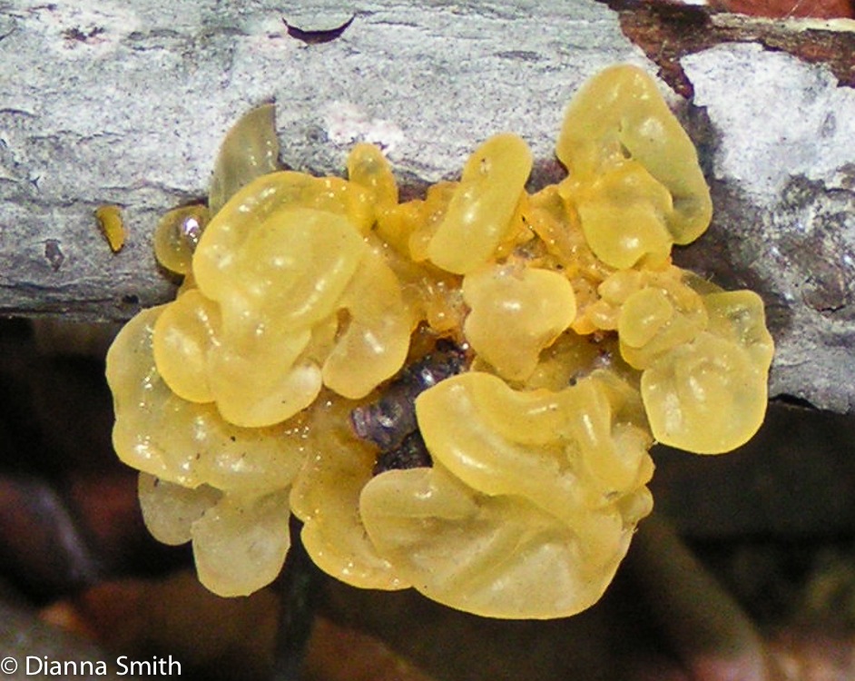 Tremella mesenterica MG55
