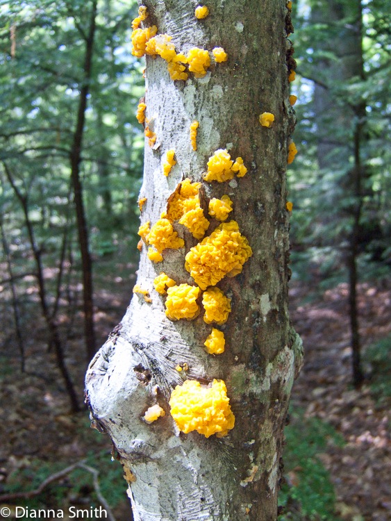 Tremella aurantia1967